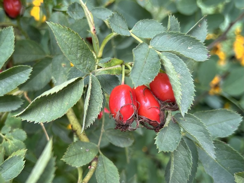 Rosa corymbifera photo 5