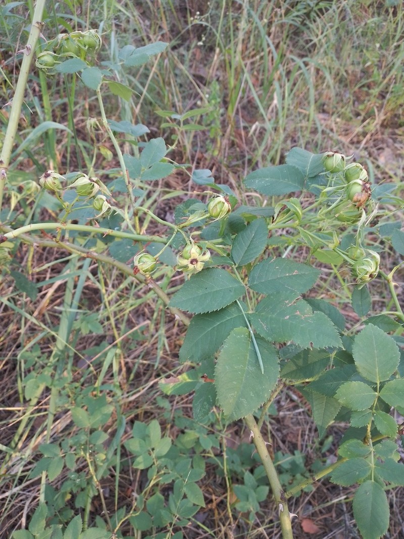 Rosa corymbifera photo 6
