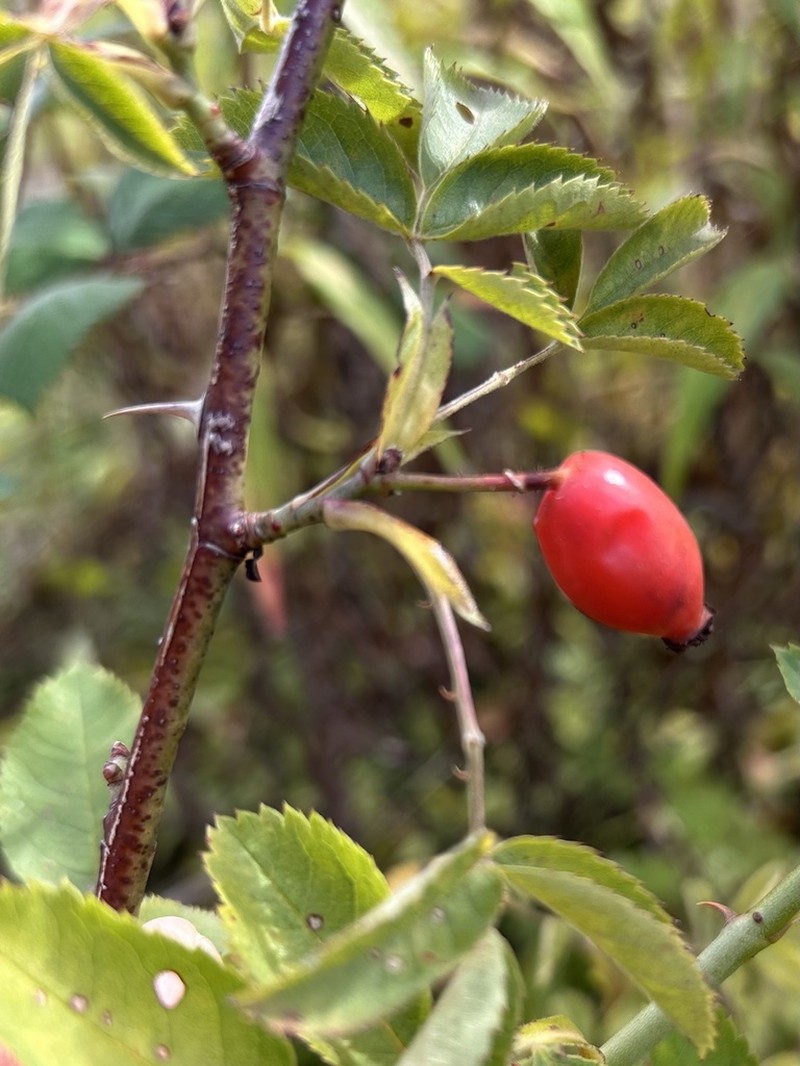 Rosa corymbifera photo 7