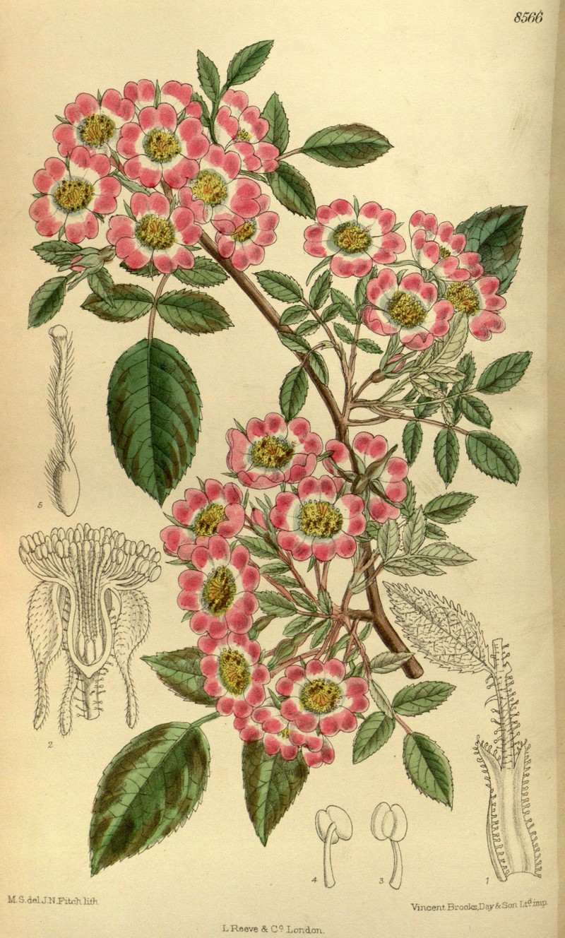 Rosa corymbulosa