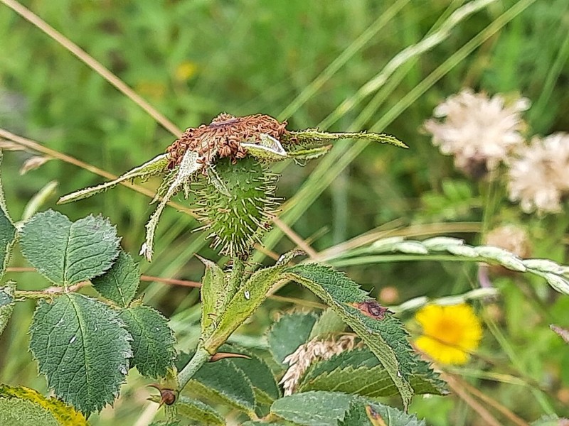 Rosa cuneicarpa