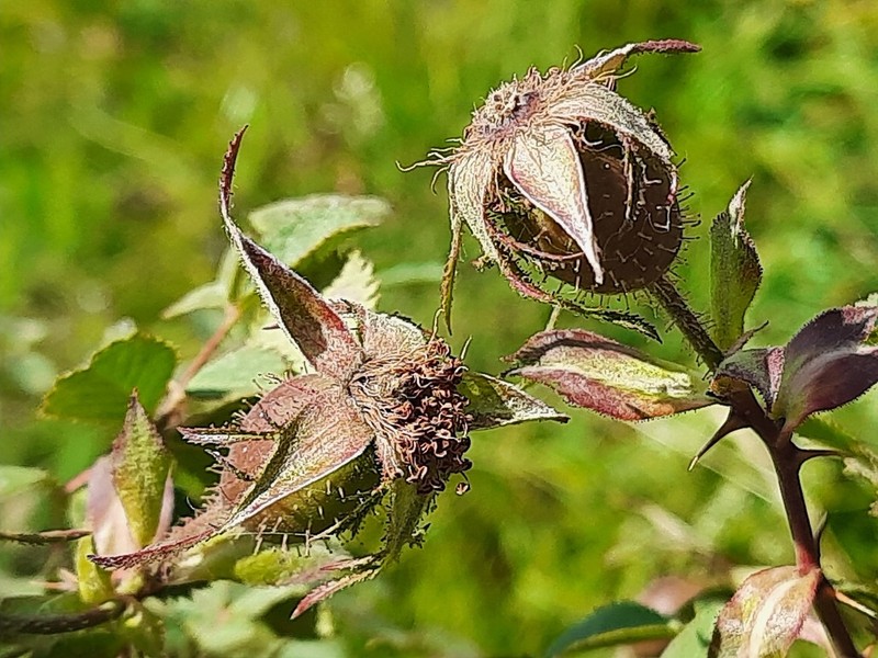 Rosa cuneicarpa photo 2