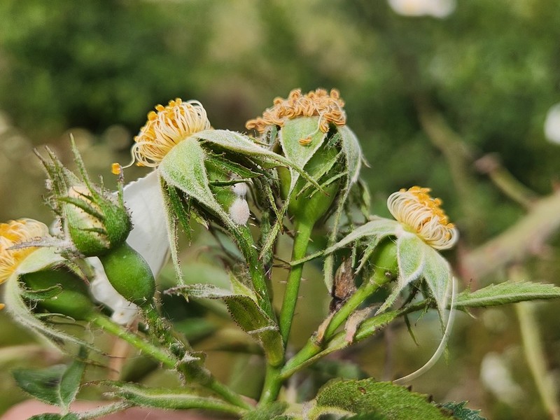 Rosa cuneicarpa photo 4