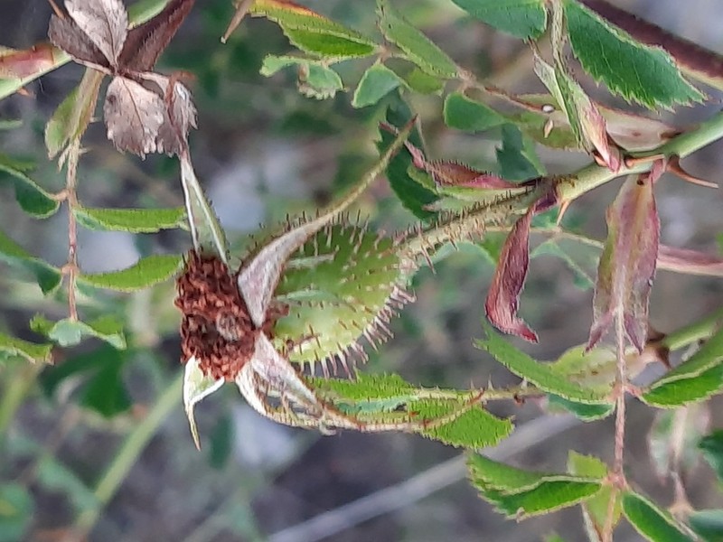 Rosa cuneicarpa photo 5
