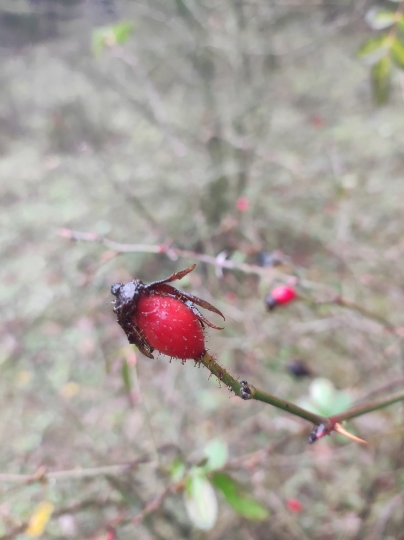 Rosa cuneicarpa photo 6