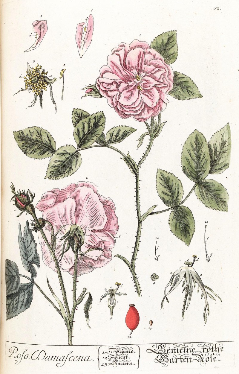 Damask Rose photo 2