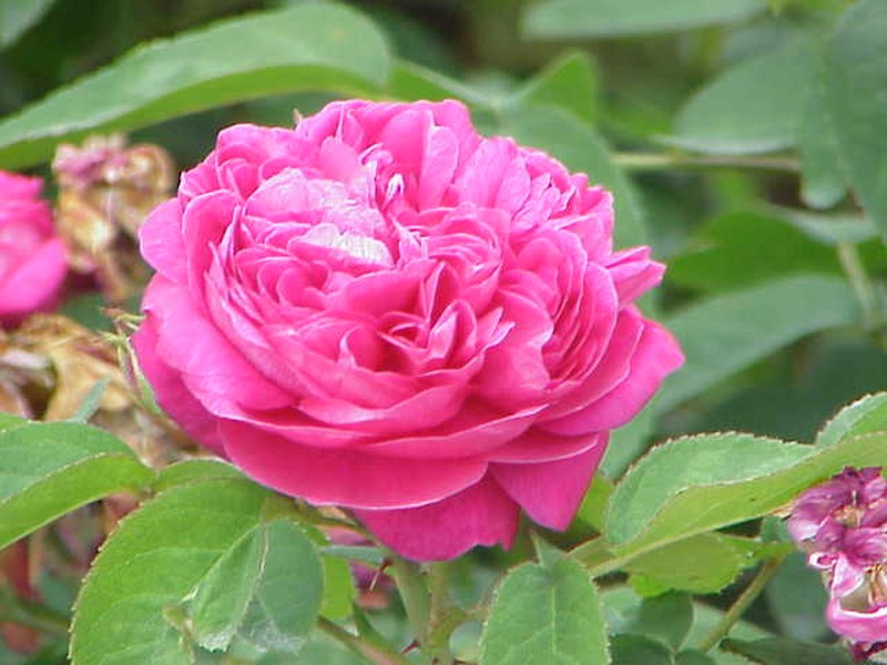 Damask Rose photo 4