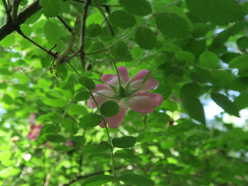 Rosa davidii photo 3