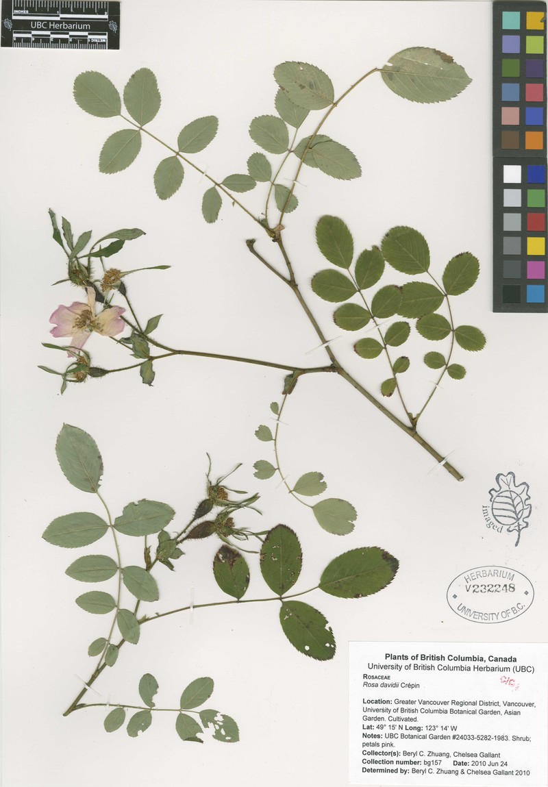 Rosa davidii photo 5