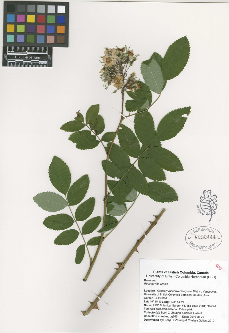 Rosa davidii photo 6