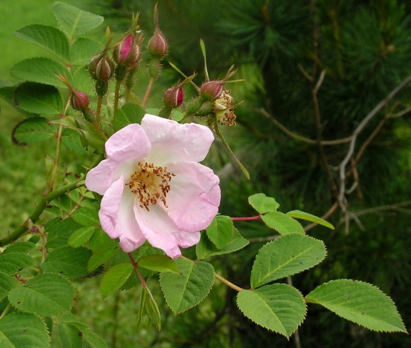 Rosa davidii photo 2