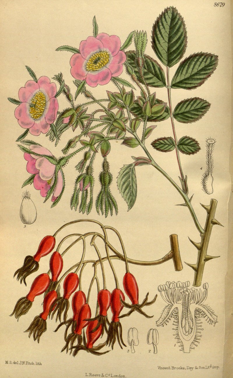 Rosa davidii