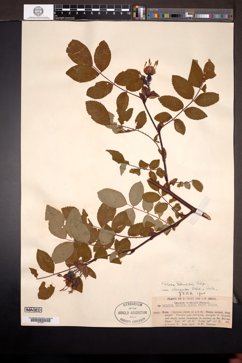 Rosa davidii var. elongata photo 2