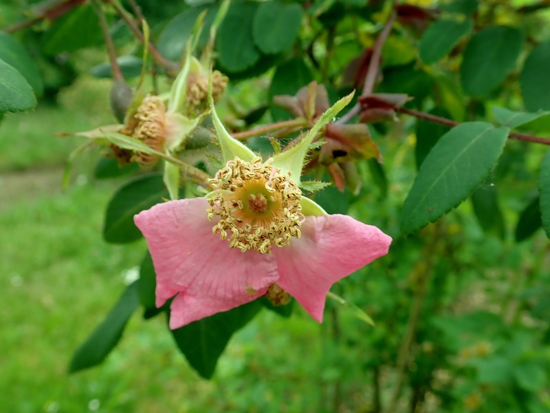 Rosa davidii var. elongata