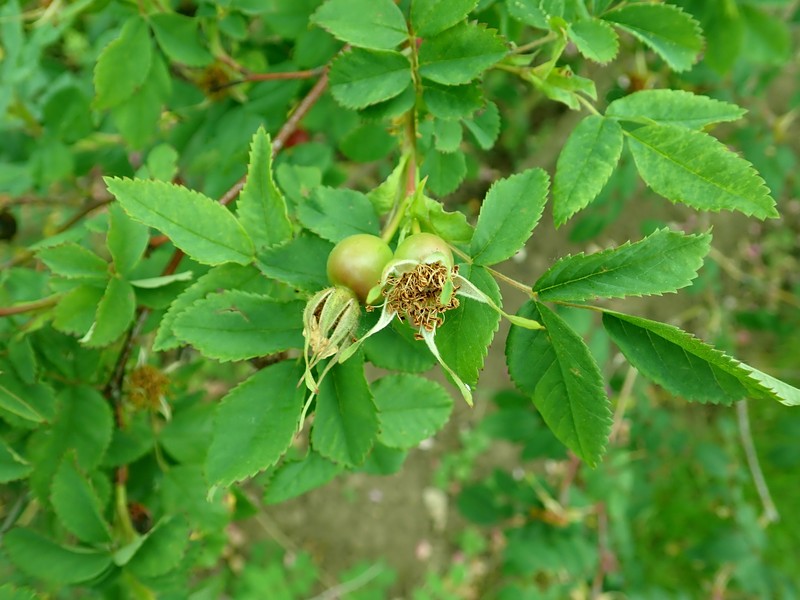 Rosa davidii var. elongata photo 3