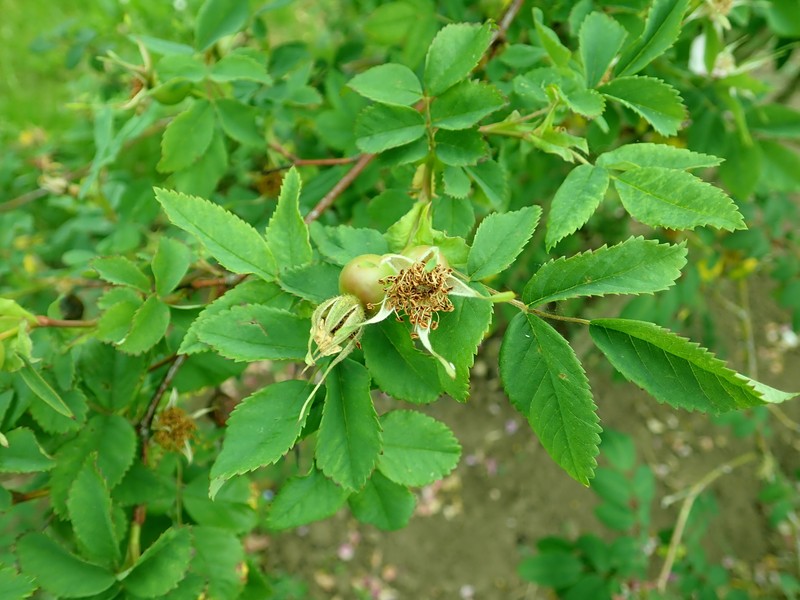 Rosa davidii var. elongata photo 4