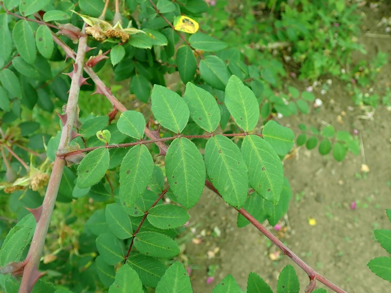 Rosa davidii var. elongata photo 5