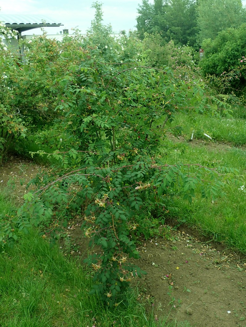 Rosa davidii var. elongata photo 6