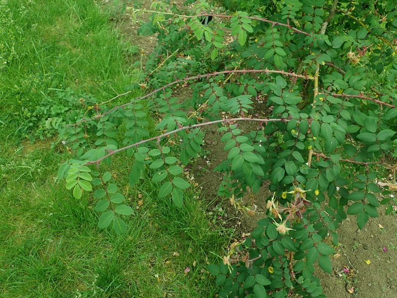 Rosa davidii var. elongata photo 7