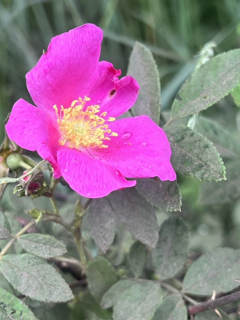 Amur Rose photo 2