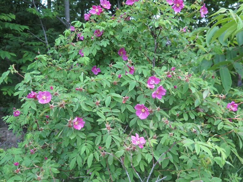 Amur Rose photo 3