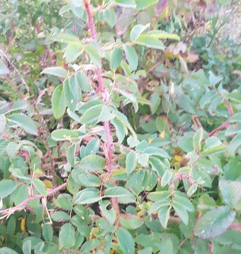 Amur Rose photo 4