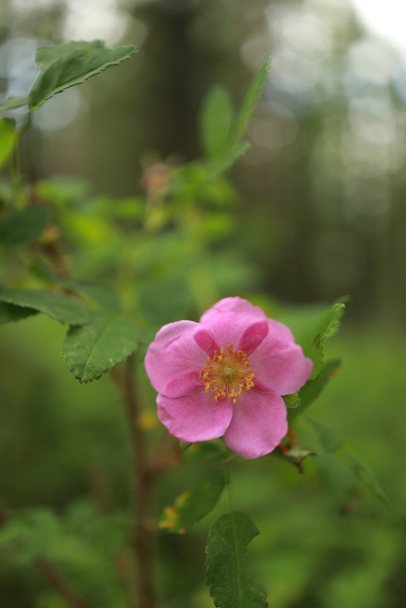 Amur Rose photo 5