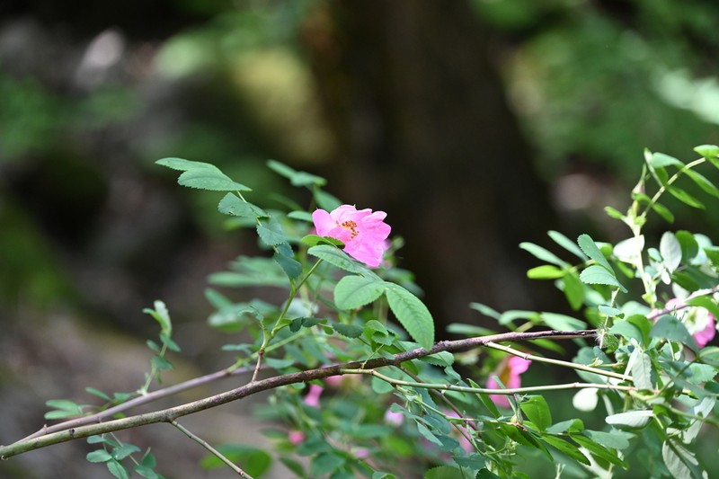 Amur Rose photo 6