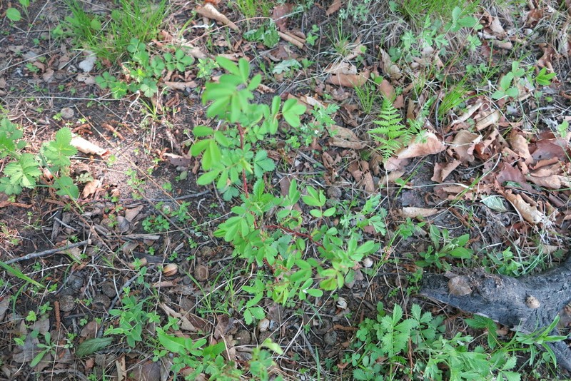Amur Rose photo 7