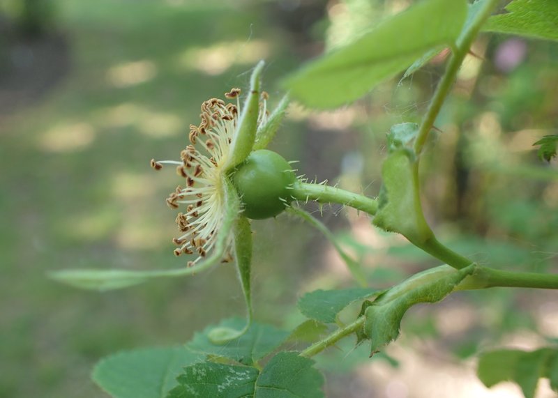 Amur Rose