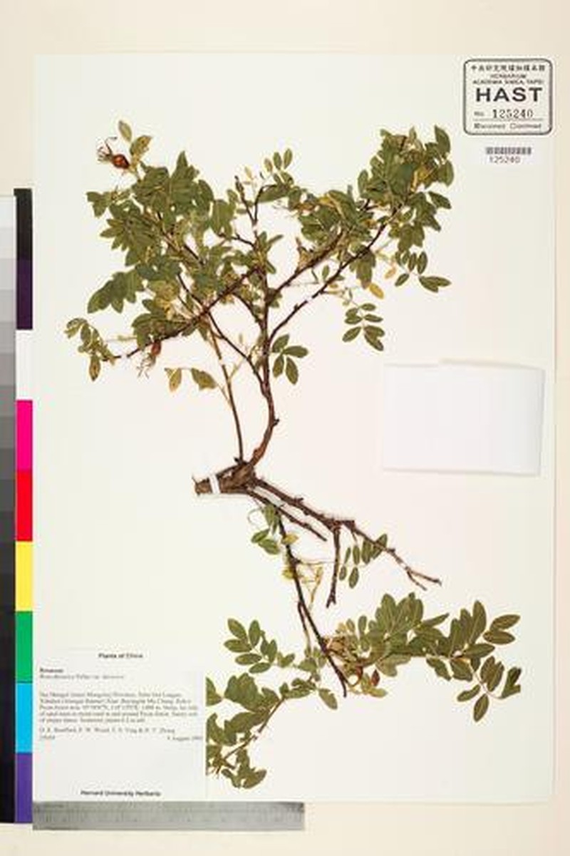 Rosa davurica var. davurica