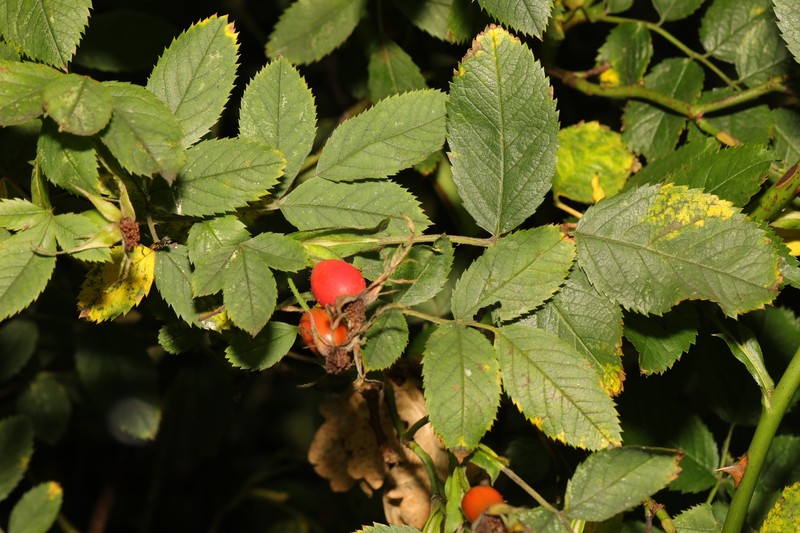 Rosa deseglisei
