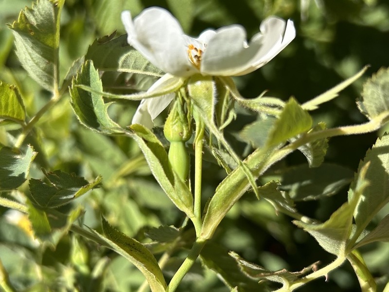 Rosa deseglisei photo 3