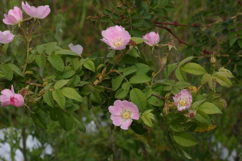 Rosa deseglisei photo 4