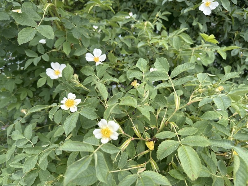 Rosa deseglisei photo 5