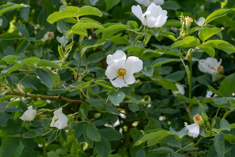 Rosa deseglisei photo 6