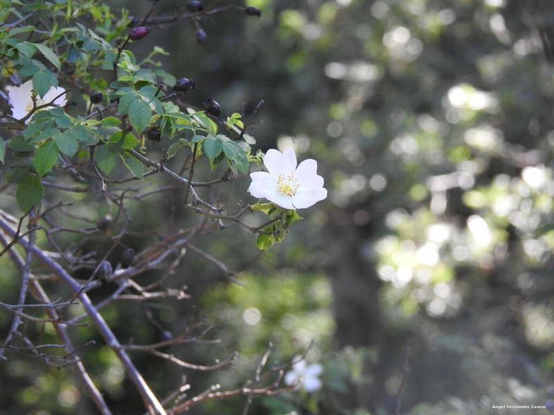 Rosa deseglisei photo 7