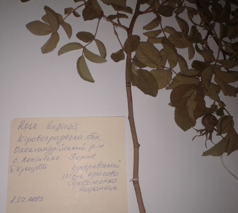 Rosa diacantha
