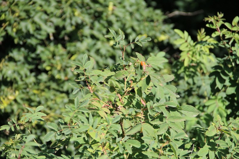 Rosa dolichocarpa photo 2