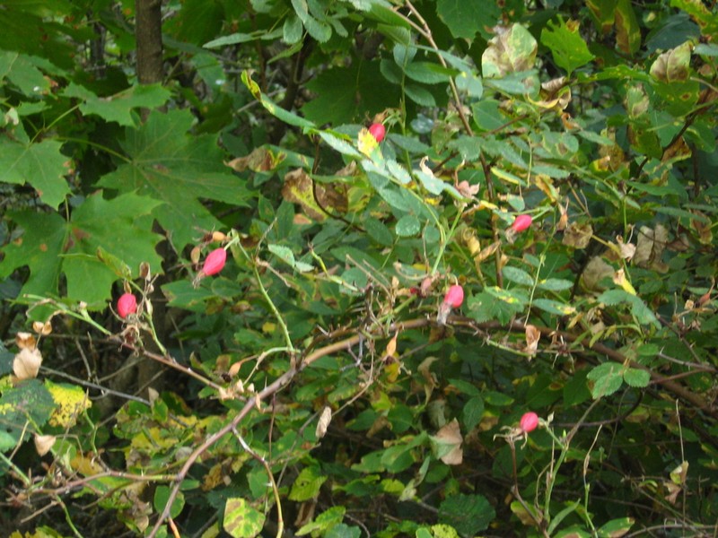 Rosa dolichocarpa photo 3