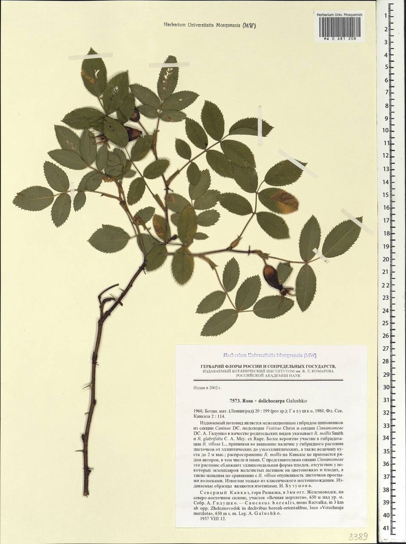 Rosa dolichocarpa