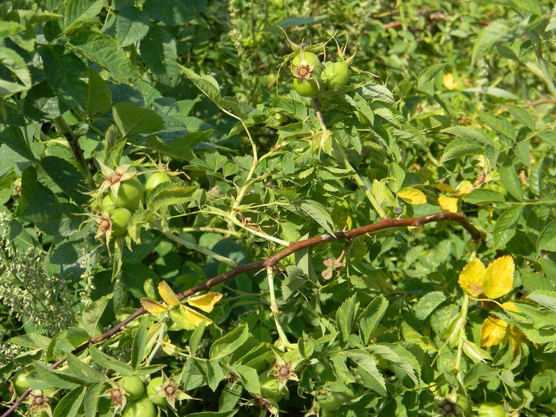 Rosa dumalis photo 3