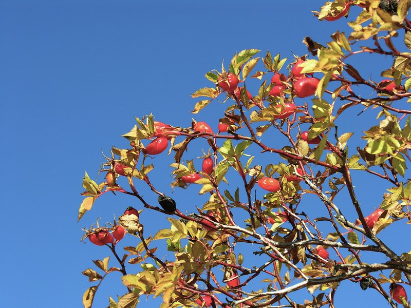 Rosa dumalis photo 5