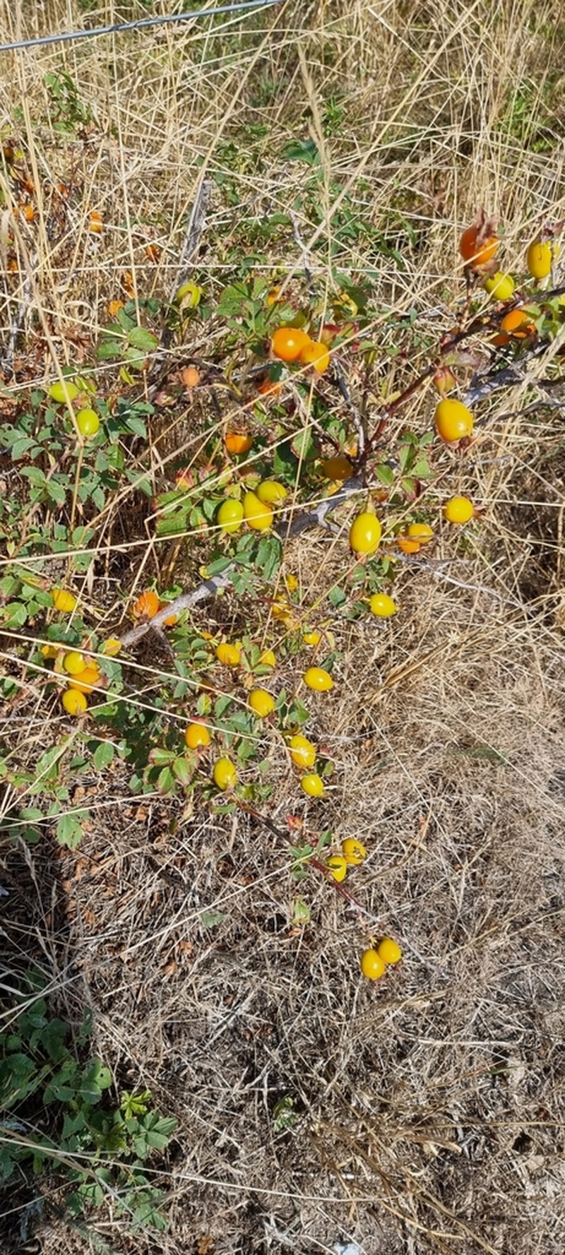 Rosa dumalis photo 6