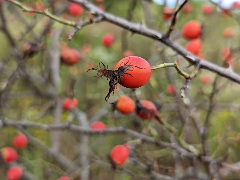 Rosa dumalis photo 7