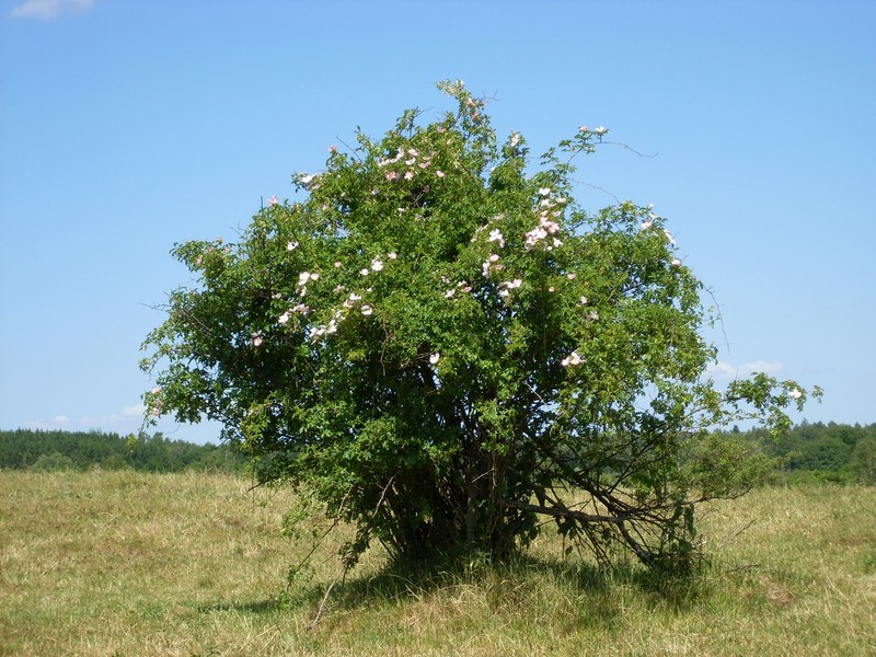 Rosa dumalis photo 2