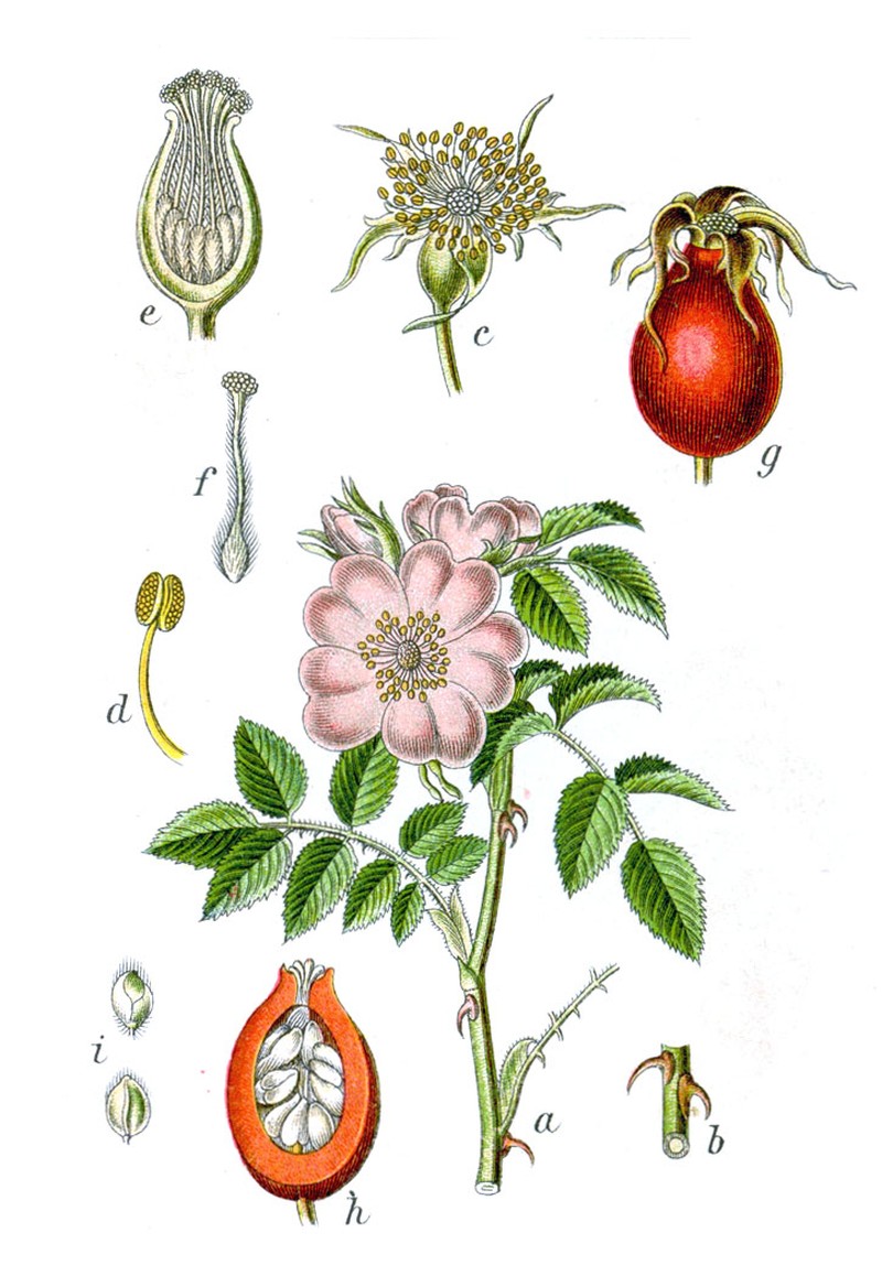 Corymb Rose photo 3