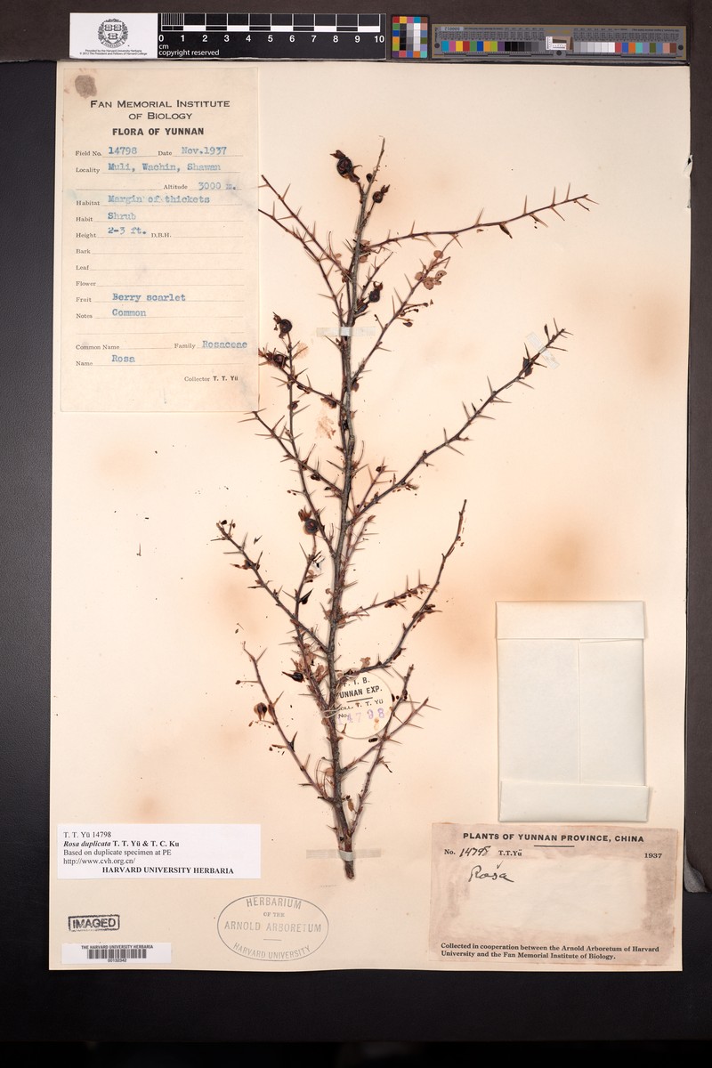 Rosa duplicata