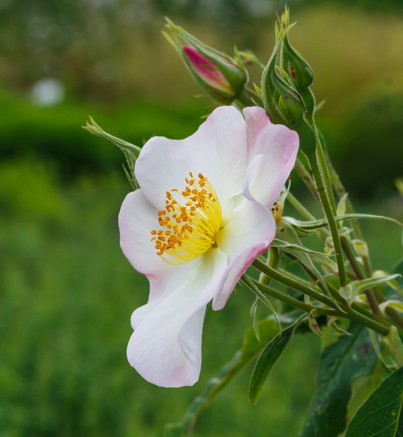 Rosa dupontii
