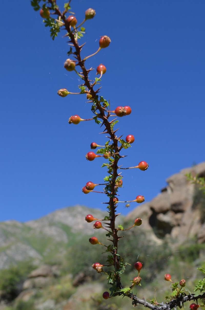 Rosa ecae photo 2